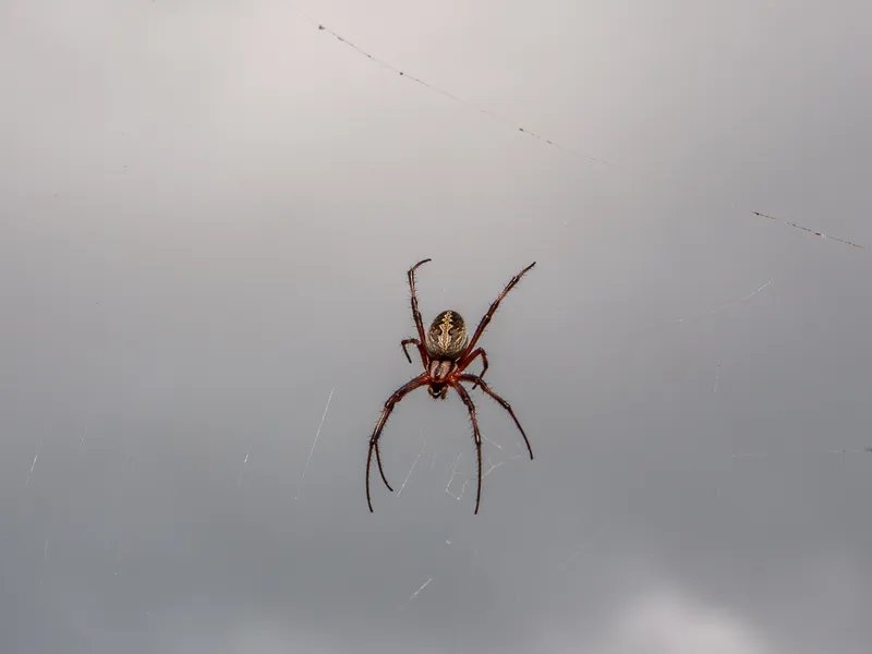DSC04044.jpg