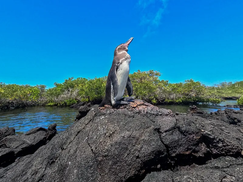 penguin.jpg