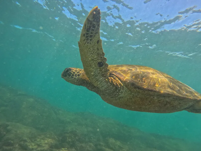 turtle.jpg